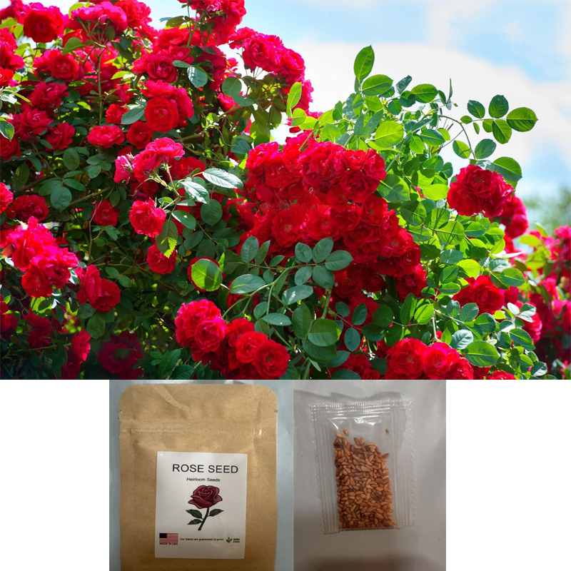 300 semillas de rosas rojas raras para plantar en jardín o bonsái