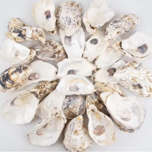 Conchas de ostra naturales con perla (30 piezas) para manualidades y adornos